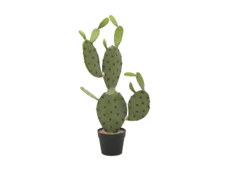 Opuncie kaktus s listy, 75cm