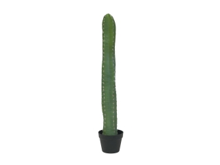 Mexický kaktus, 97 cm