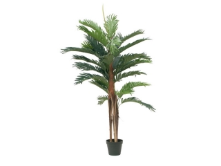 Kentia palma přírodní kmeny, 120cm