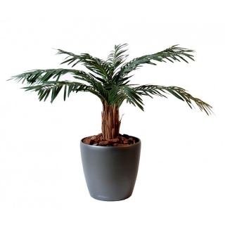 Cycas palma deluxe - přírodní kmen, 80cm