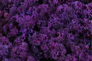 Sobí stabilizovaný mech Skandinávie 4kg - fialová