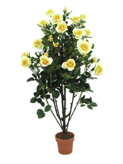 Keř růží, žlutý, 140 cm