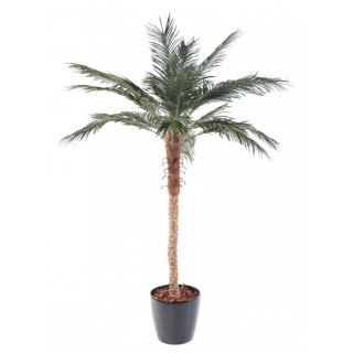 Phoenix palma, 210 cm
