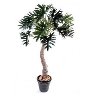 Philodendron palma, 210cm