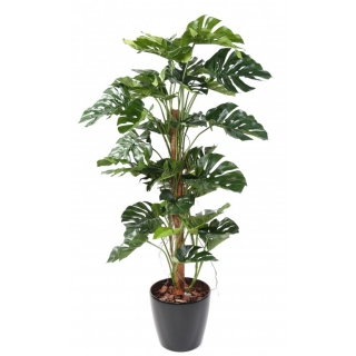 Philodendron palma deluxe, 160cm