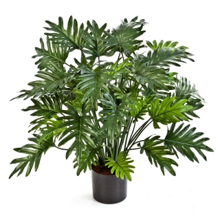 Palma Philodendron deluxe, 75cm