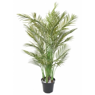 Palma areca, 160cm