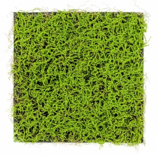 Umělá živá zelená stěna TRÁVA MECHOVÁ, 50 x 50cm