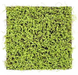 Umělá živá zelená stěna SOLEIROLIA, 50 x 50cm