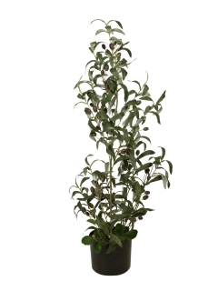 Olivovník, 90 cm