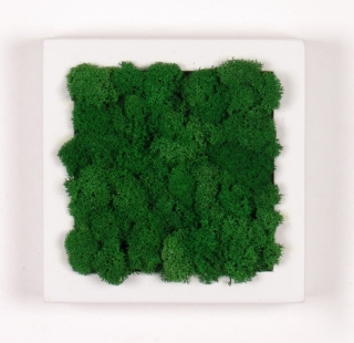 Mechový obraz - lišejníkový mech středně zelený