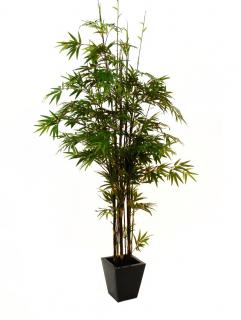 Bambus s černými kmeny, 240 cm