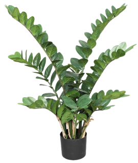 Zamiifolia - Zamioculcas stř. zelená, 90cm