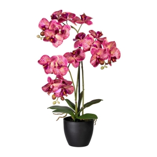 Orchidej růžová, 65cm