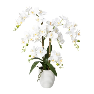 Orchidej bílá v květináči, 67cm