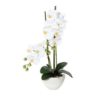 Orchidej bílá v květináči, 50cm