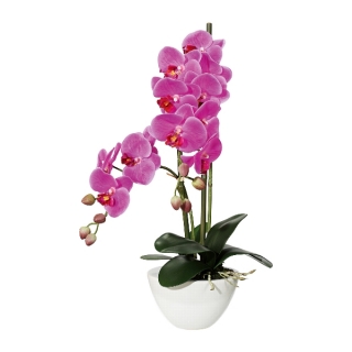 Orchidej lila v květináči, 50cm