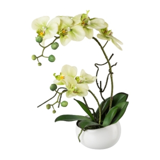 Orchidej Můrovec zelený v květináči, 42cm