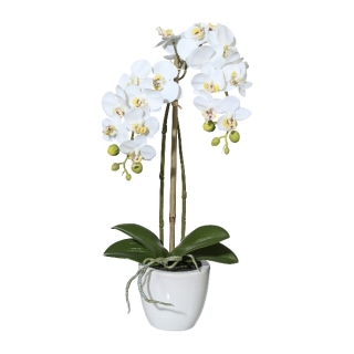 Orchidej Můrovec mini bílý v květináči, 43cm