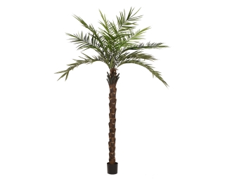 Kentia palma Deluxe 300cm