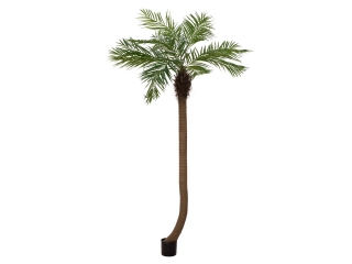 Phoenix palma zakřivený kmen, 240cm