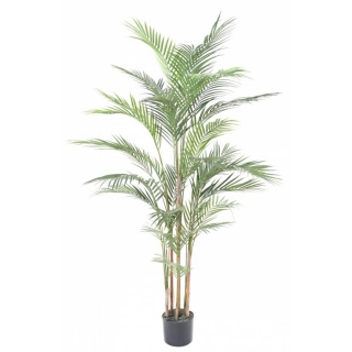 Areca palma, 150cm