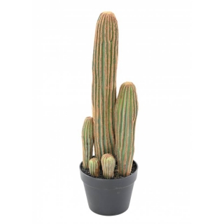 Kaktus prstový, 60cm