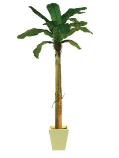 Banánovník palma -13 listů, 270cm