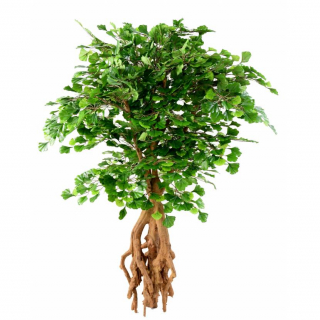 Jinan dvoulaločný strom s kořenem, 135 cm