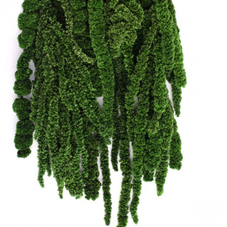 Stabilizovaná rostlina Amaranthus Green 40-70 cm