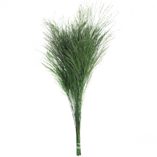 Stabilizovaná rostlina Tiki - Tree Fern Green 40-50 cm