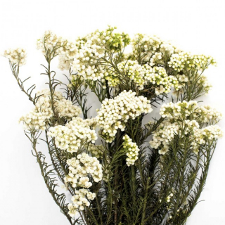 Stabilizovaná rostlina Helychrisium Diosmi bílá 30-60 cm