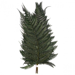 Stabilizovaná rostlina Fern Brillant Green 30-40 cm