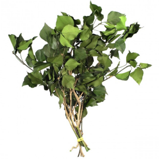 Stabilizovaná rostlina Hedera Arborea Green 30-60 cm
