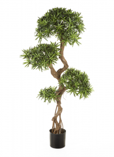 Podocarpus deluxe, 135cm