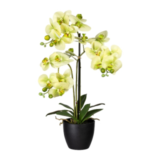 Orchidej zelená, 65cm