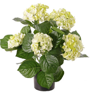 Hortenzie krémová luxe v květináči, 36cm