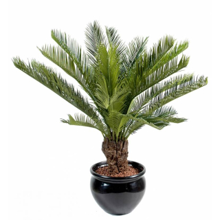 Cycas palma, 90cm