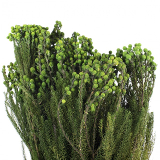 Stabilizovaná rostlina Lanuginosa Green 30-60 cm