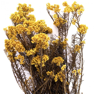 Stabilizovaná rostlina Helychrisium Diosmi - Rice flower Yellow 30-60 cm