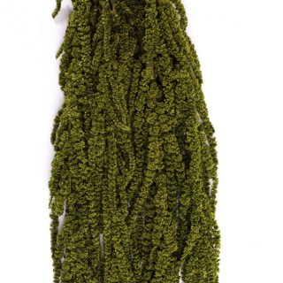 Stabilizovaná rostlina Amaranthus Almond Green 40-70 cm