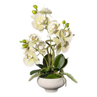 Orchidej zelená v misce, 50cm