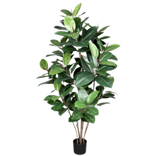 Ficus Elastica, 150cm