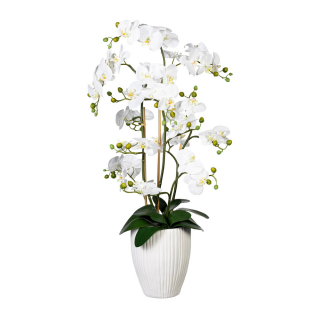 Orchidej bílá, aranžmá ve váze, 110cm