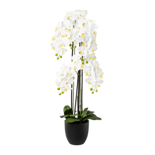 Orchidej bílá v resin květináči, 119cm