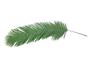 Kokos - královská palma list, 180cm