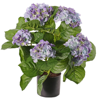 Hortenzie modrá luxe v květináči, 36cm