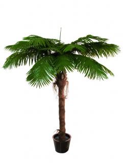 Phoenix palma, 490 cm
