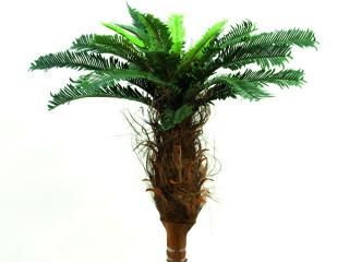 Cycus palmový keř 90 cm