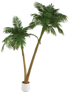 Palma v květináči - 2 kmeny, 305cm